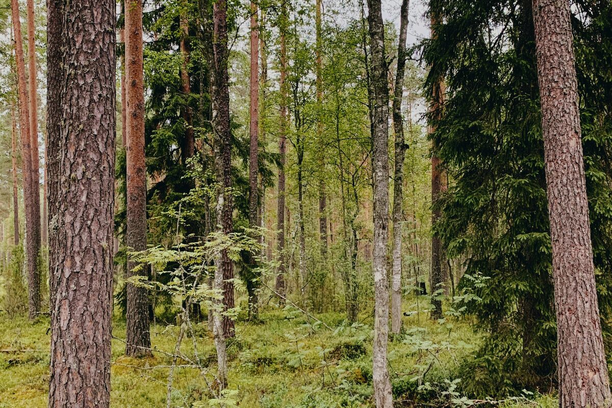 Kiefern-Birken-Bestand mit Verjüngung