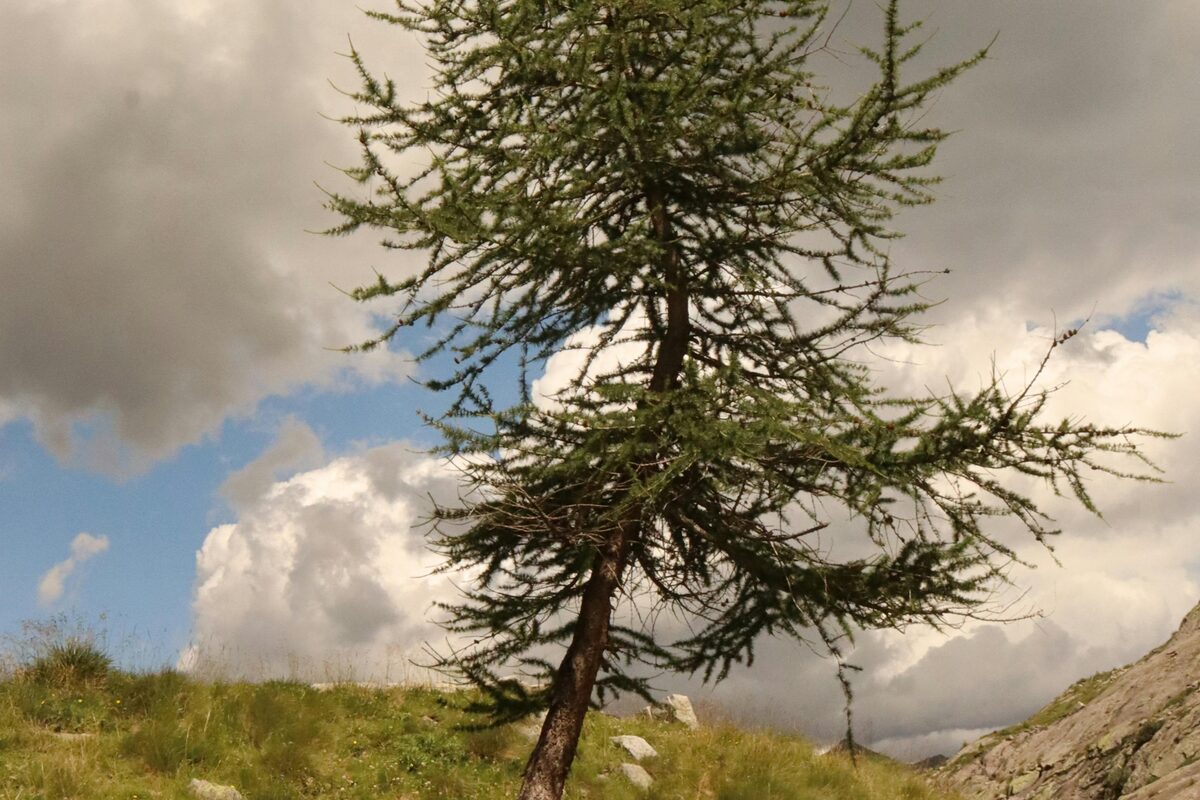 Einzelne junge Lärche an einer Bergkante in den Ostalpen