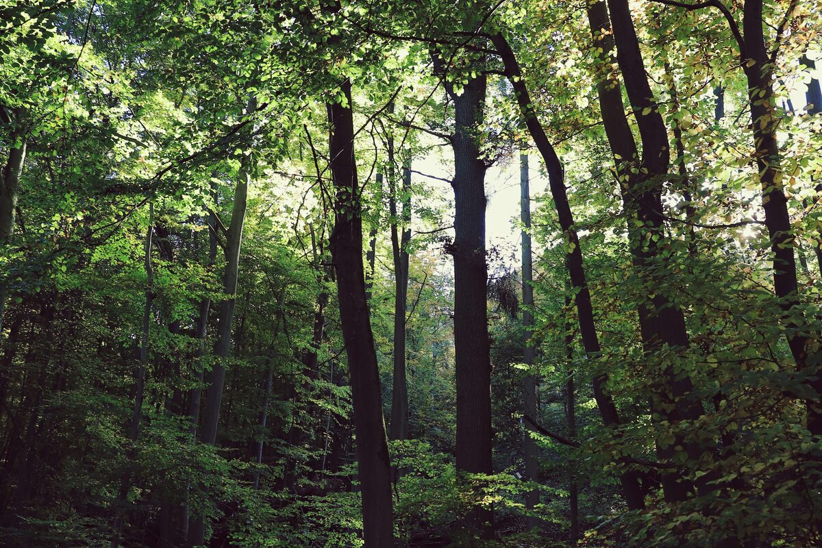 Lichtdurchfluteter Laubwald