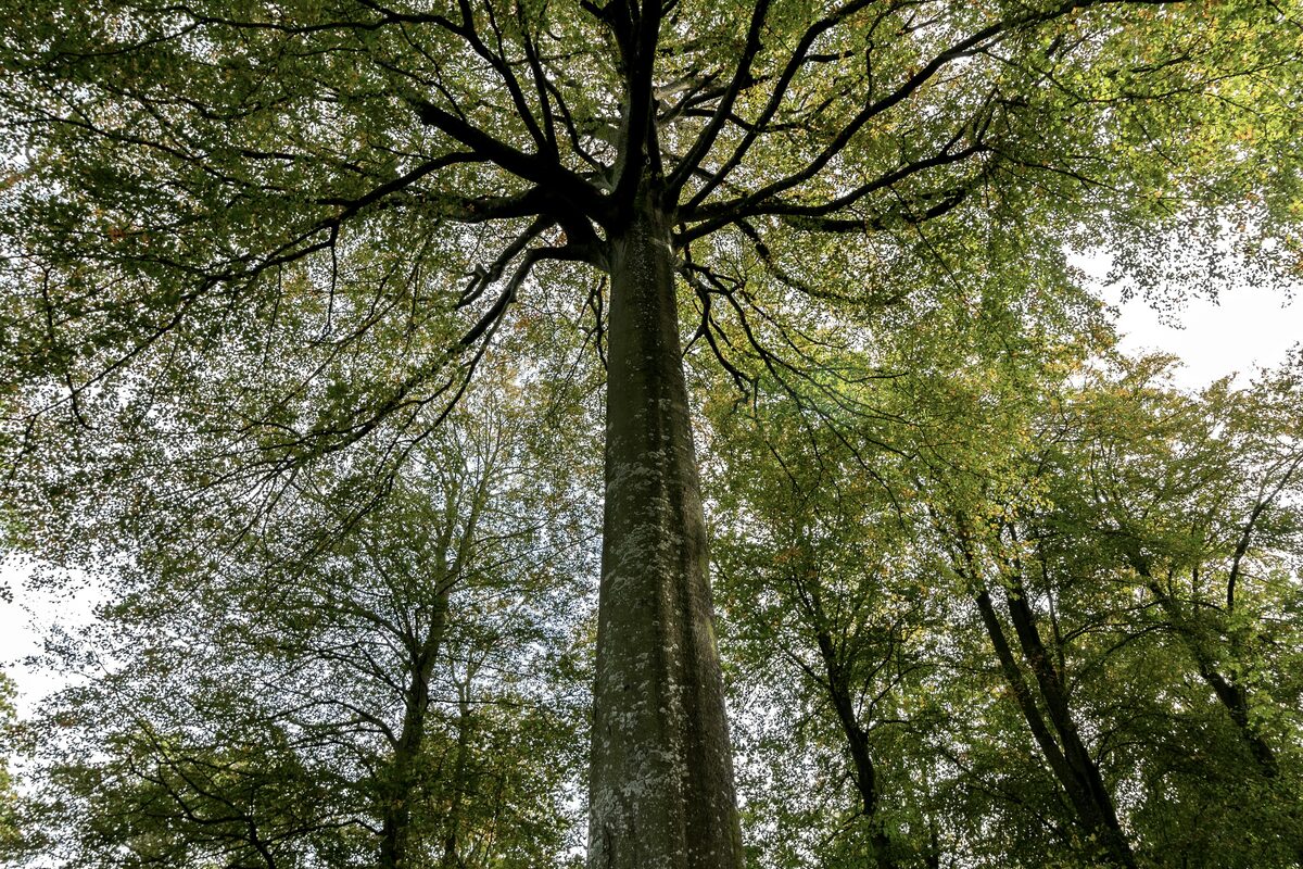 Markierter Probebaum mit Nummer am Stamm